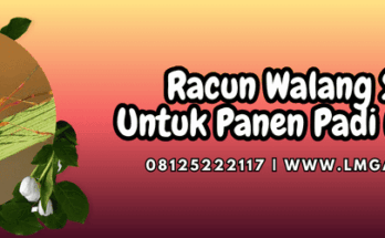 pestisida jenis insektisida,insektisida,hama,hama walang sangit,lmga agro