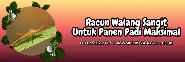 pestisida jenis insektisida,insektisida,hama,hama walang sangit,lmga agro
